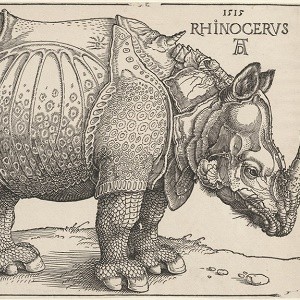 The_rhinoceros_PK-P-127.287,_PK-P-126.837300.jpg