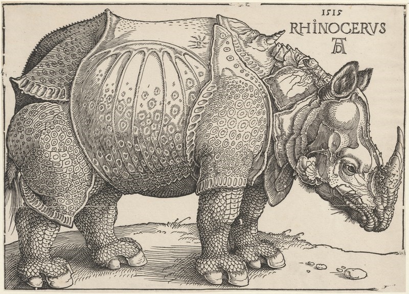 Albrecht Dürer, Nosorožec