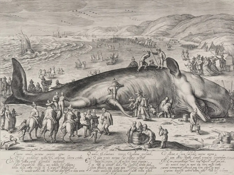 Jacob Matham podle Hendricka Goltzia, Vorvaň na pláži u Berkhey, 1598, NGP